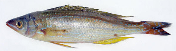 Spicara smaris_009